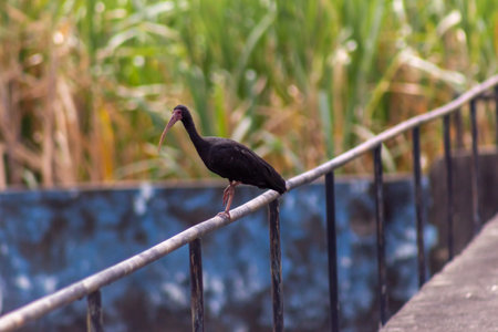 Glossy Ibis bird sitting on a railing in the parkの写真素材