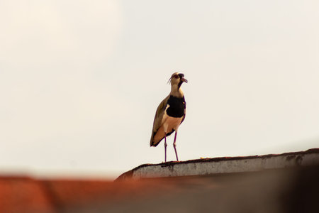 Northern Lapwing, Vanellus vanellus, single bird on roof, Uganda