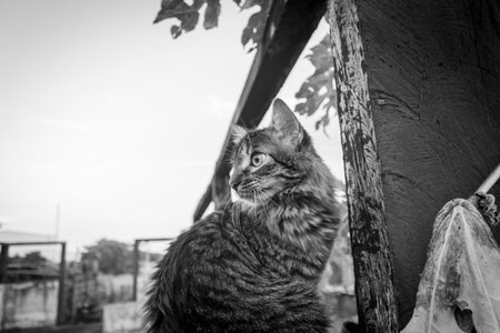 Portrait of a cat in the village. Black and white photos.の写真素材
