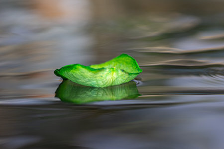 Water lily leaf in the lake, soft focus and shallow DOFの写真素材