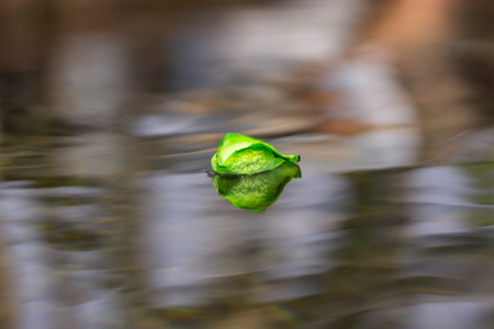 Green leaf floating on the water in the forest. Abstract background.の写真素材