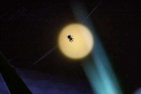 Spider on a web in the forest at night with a bright light of the moonの写真素材