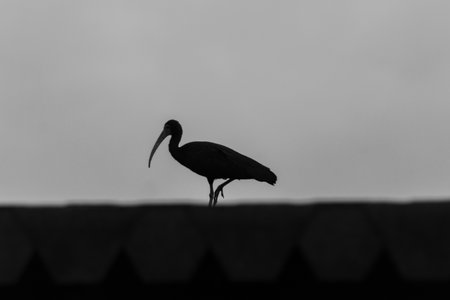 Glossy Ibis (Plegadis falcinellus) on a roofの写真素材