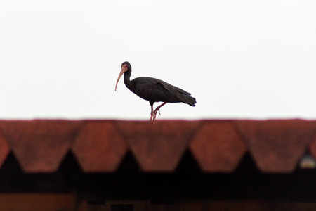 Black ibis on the roof of a temple in Thailand. Birdの写真素材