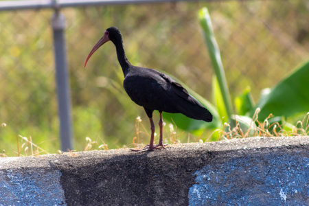 Black ibis standing on a wall in the park. Bird.の写真素材