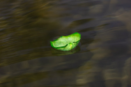 green leaf floating on the water, closeup of photo with shallow depth of fieldの写真素材