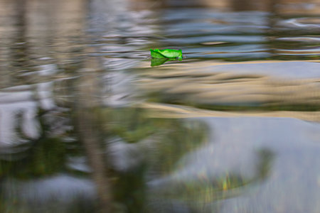 Reflection of a tree in the water with a green paper leaf