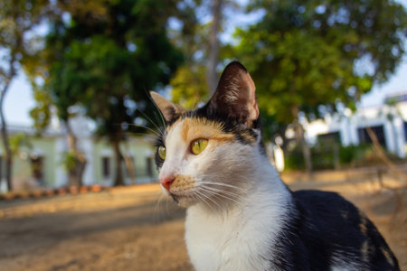 Tricolor cat with green eyes sitting on the street in the afternoonの写真素材