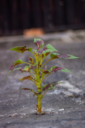 A young plant growing on the ground. The concept of environmental protection.の写真素材