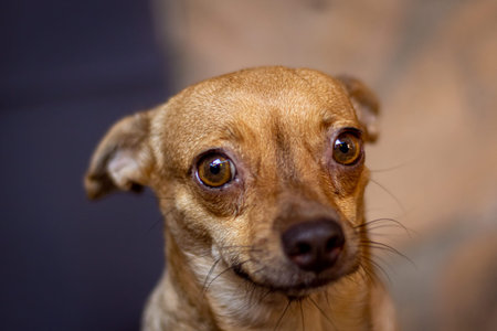 Close-up portrait of a small brown dog with yellow eyes on a dark background