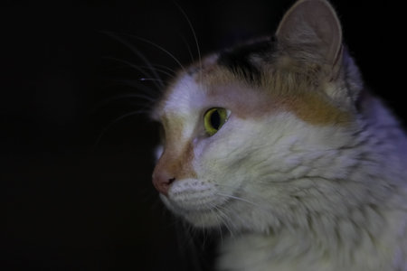Portrait of a cat with green eyes on a black background.