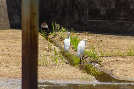 Cattle egret (Egretta garzetta) in the pond
