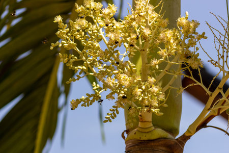 Coconut tree in the garden, closeup of photo.
