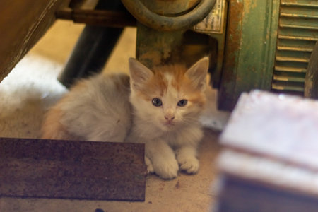 Cute little ginger kitten sitting on the floor and looking at cameraの写真素材