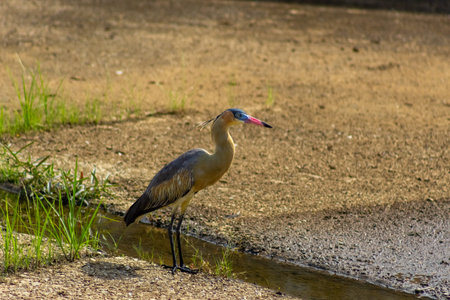 Tricolored heron standing on the ground looking for foodの写真素材