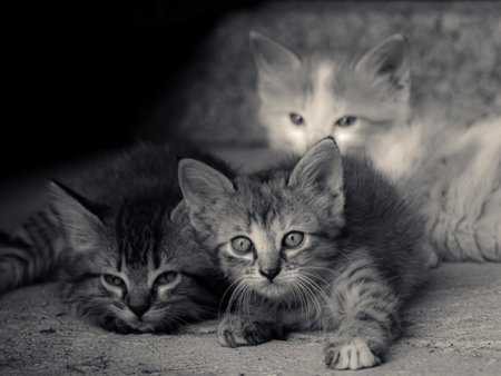 Three kittens lying on the floor. Black and white photo. Selective focus.の写真素材