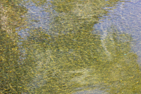 Water surface with reflection of trees in the lake. Abstract background.の写真素材
