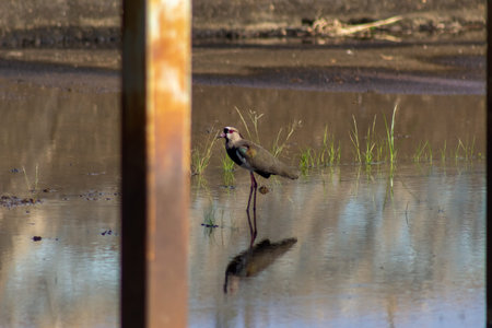 A bird in the water is reflected in a puddle of water.