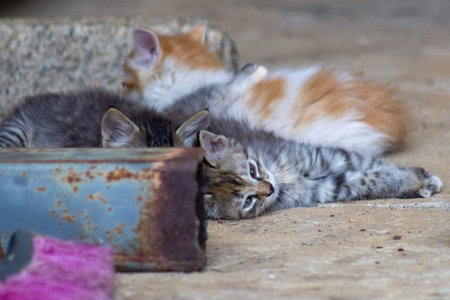 Cute little kittens sleeping on the ground. Selective focus.