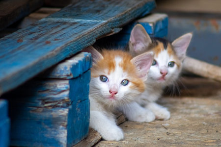 Cute little kittens in a blue wooden box. Selective focus.