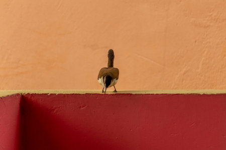 Little bird on the red wall in the city of Jaipur, India.