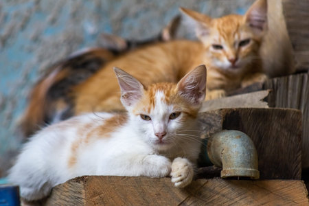 Kittens are sleeping on the old wooden floorin the old house , selective focus.