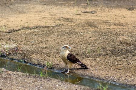 Red-tailed hawk in Chobe National Park, Botswana, Africa