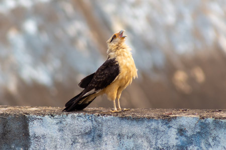 Red-footed falcon (Falco rufescens)の写真素材