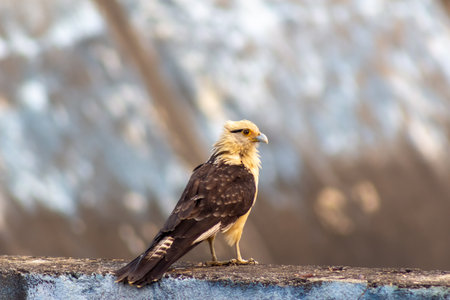 Bird of prey (Buteo buteo) sitting on a wallの写真素材