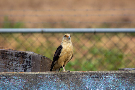 Close up of a bird perched on a wall in the park.の写真素材
