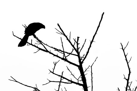 Silhouette of a bird sitting on a tree in the forestの写真素材