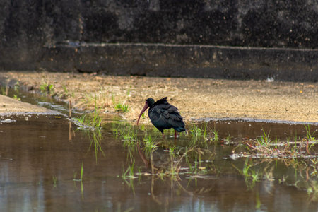 The Black Ibis is a bird in the ibis family Threskiornithidae.