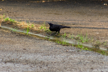 Black crow on the road with puddles in the city.の写真素材