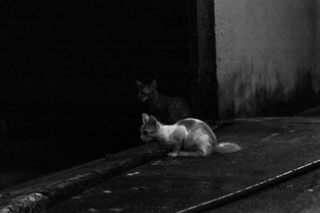 Black and white photo of two stray cats sitting in the dark.