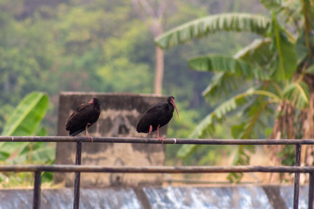 Black Ibis standing on a metal railing in front of a waterfall