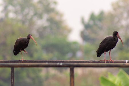 Pair of Black ibis (Geronticus ibis)の写真素材
