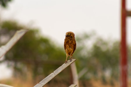 spotted owlet (Athene cunicularia)の写真素材