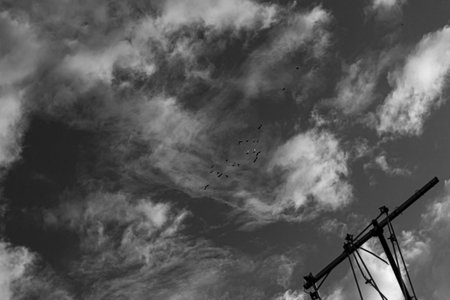 Black and white photo of a cloudy sky with birds flying in the skyの写真素材