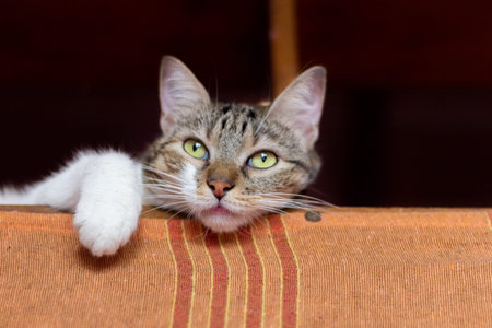 Tabby cat with green eyes and white fur lying on the sofa