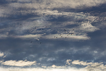 flock of birds flying in the blue sky with clouds, nature seriesの写真素材