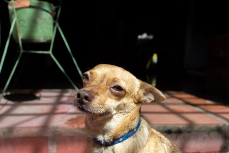 Chihuahua dog looking at the camera with black background.