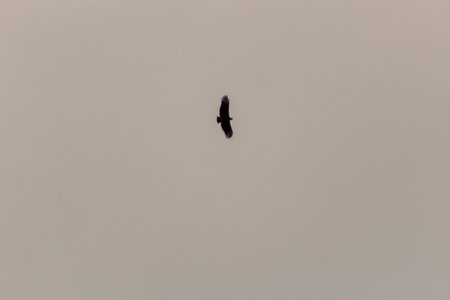 Silhouette of a crow flying in the cloudy sky, background.