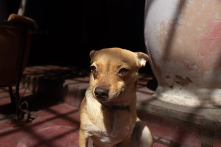 chihuahua dog in a cage, animal abuse concept.の写真素材