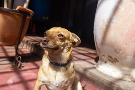 A dog in a cage at the animal shelter in Ho Chi Minh city, Vietnamの写真素材