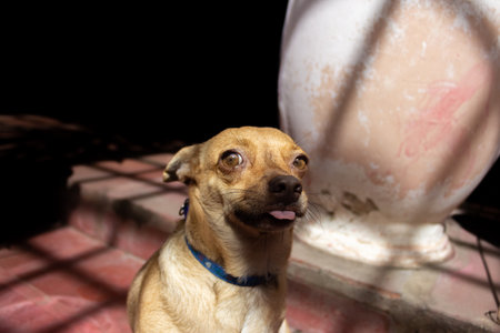 Cute little dog looking up in front of the old vaseの写真素材
