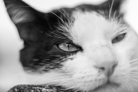 Black and white portrait of a cat with green eyes. Selective focus.の写真素材