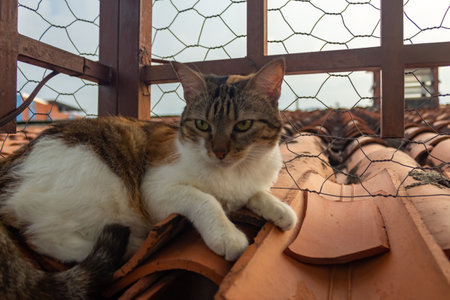 Domestic cat lying on the roof of an old house in the villageの写真素材
