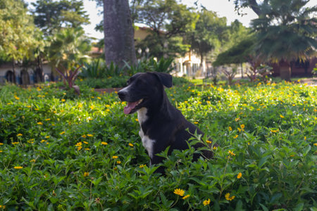 Black dog sitting on green grass and yellow flowers in the garden.の写真素材