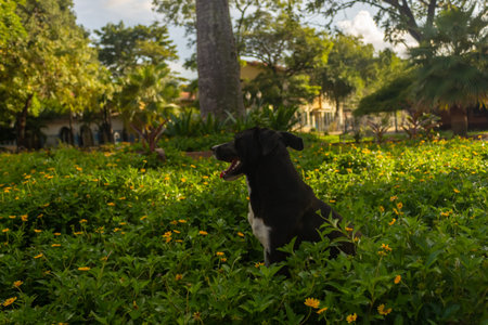 Black and white dog sitting in the green garden with yellow flowers.