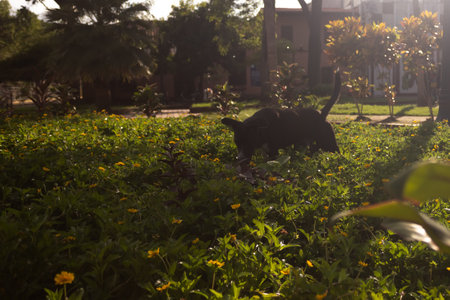 black cat in the garden at sunset with yellow flowers and green grassの写真素材